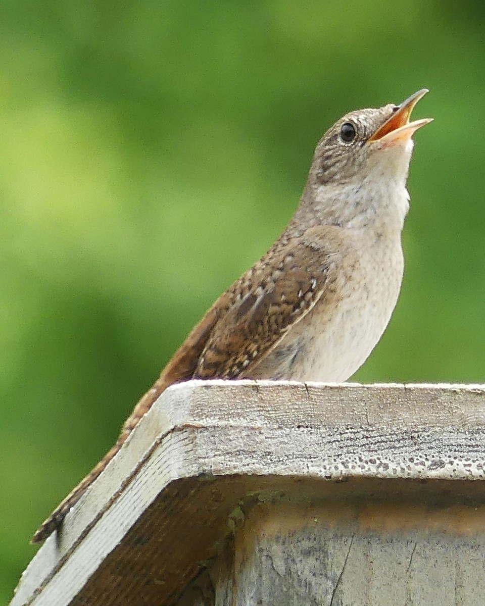 House Wren - ML619986472