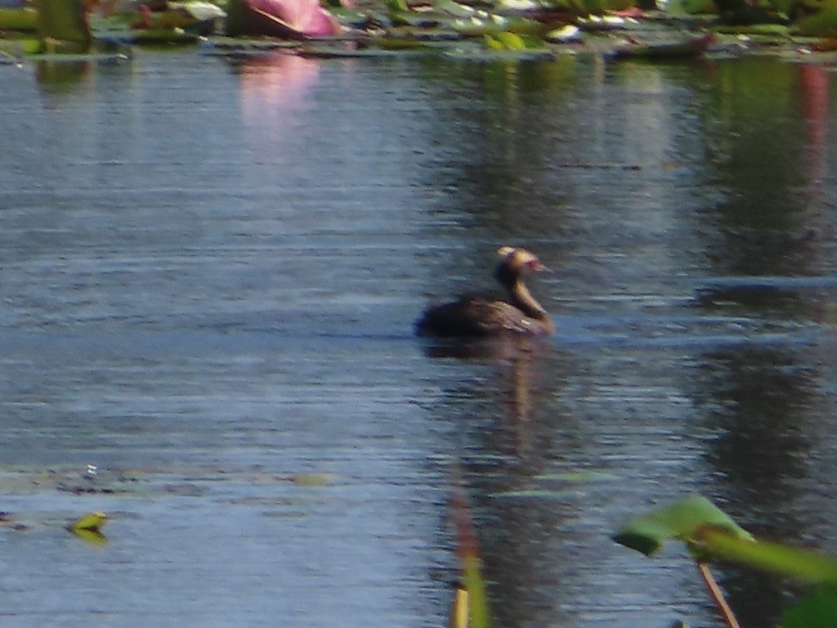 Horned Grebe - ML619986484