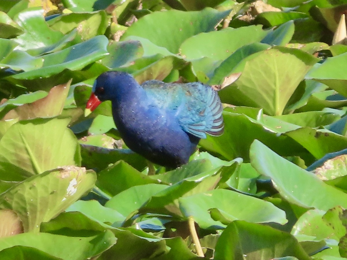 Purple Gallinule - ML619986499