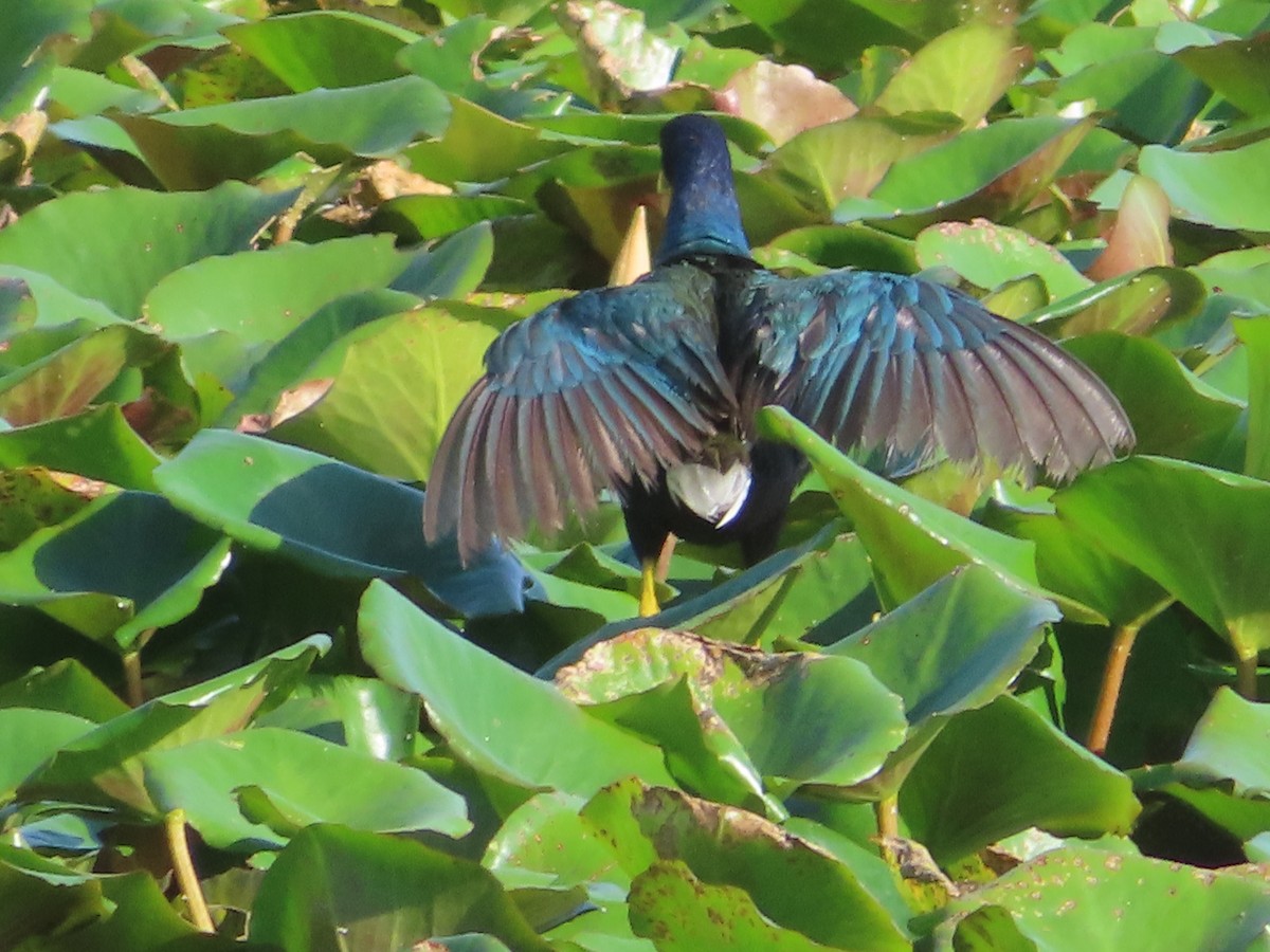 Purple Gallinule - ML619986500