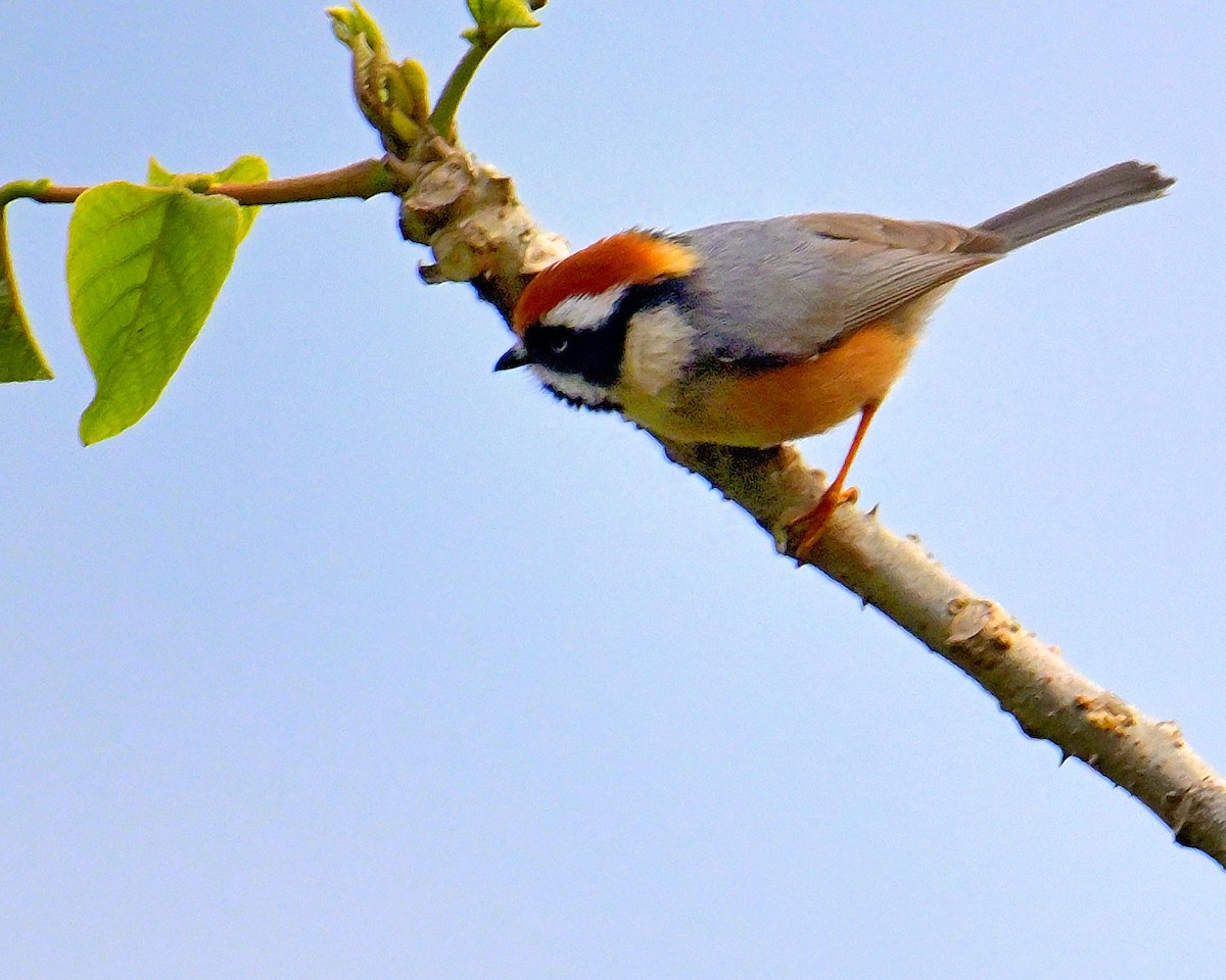 Black-throated Tit - ML619986506