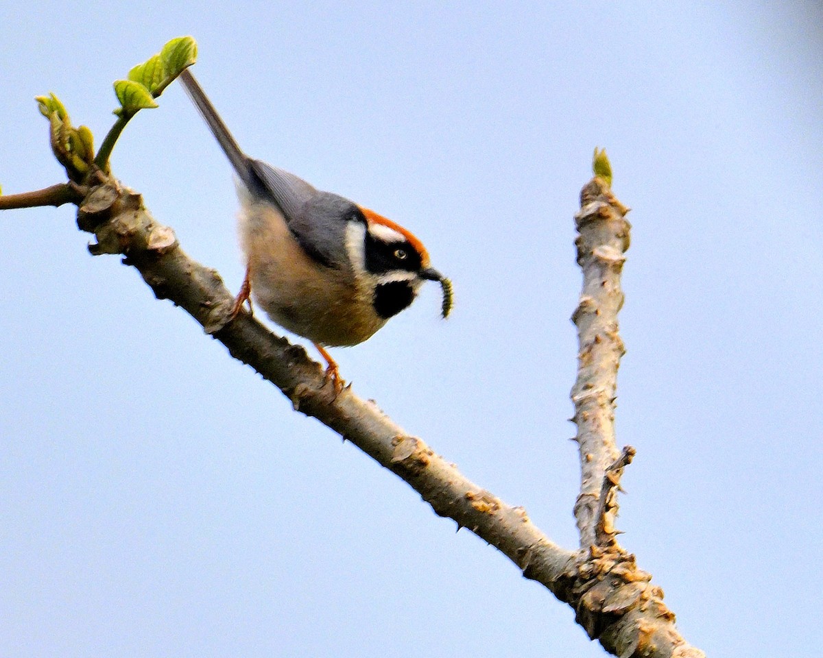 Black-throated Tit - ML619986507