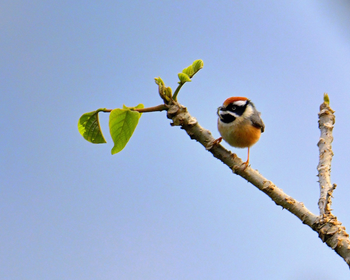 Black-throated Tit - ML619986509