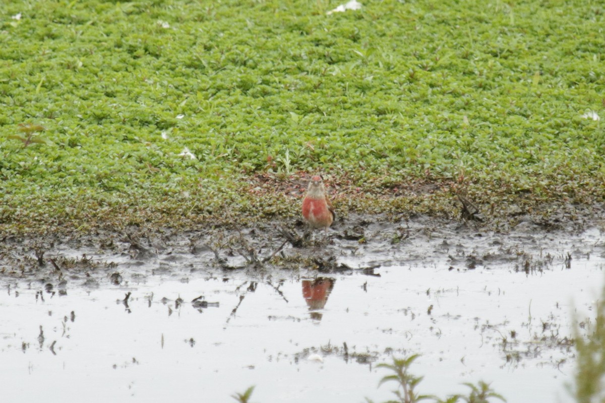 Eurasian Linnet - ML619986525