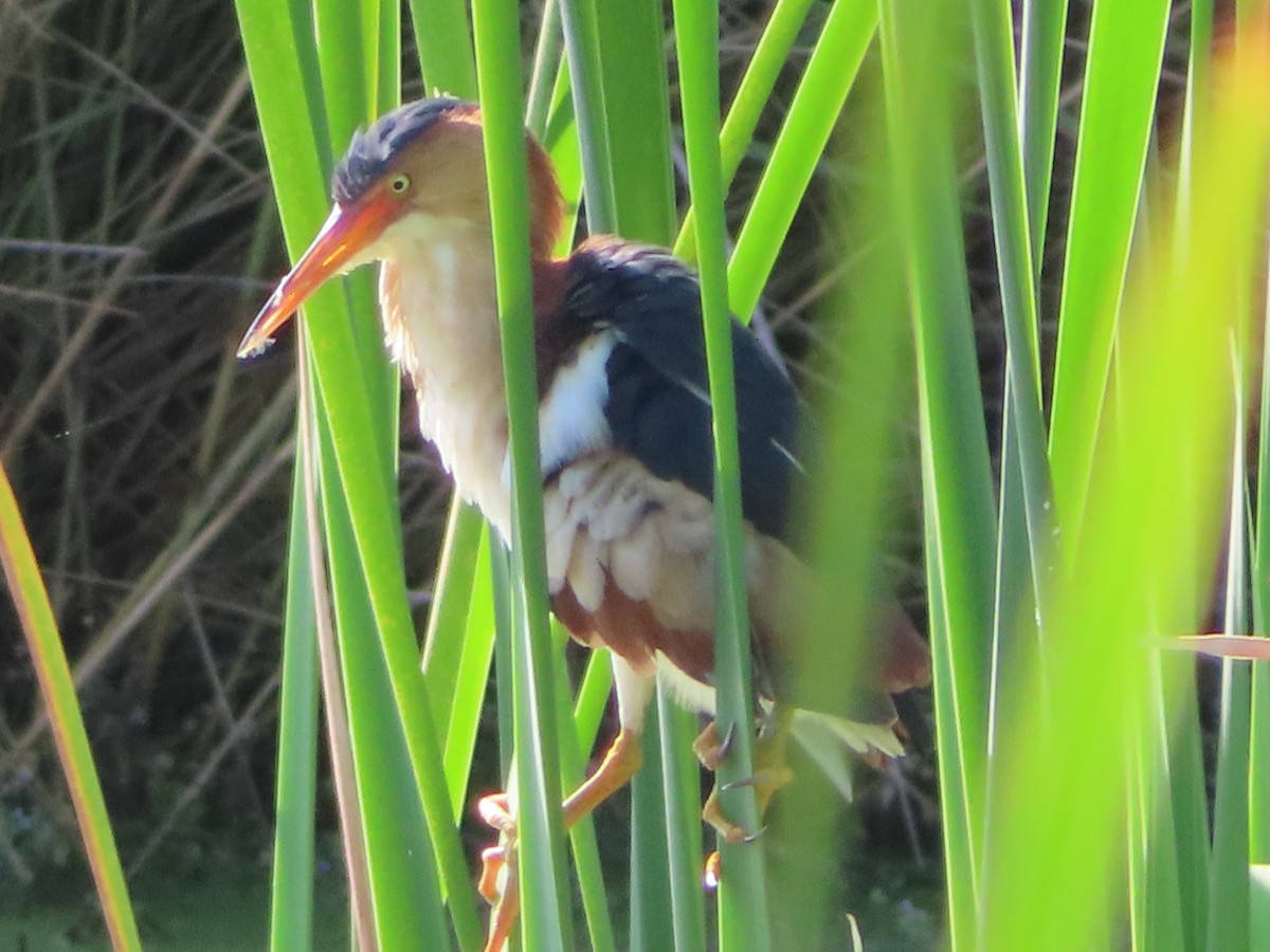 Least Bittern - ML619986531