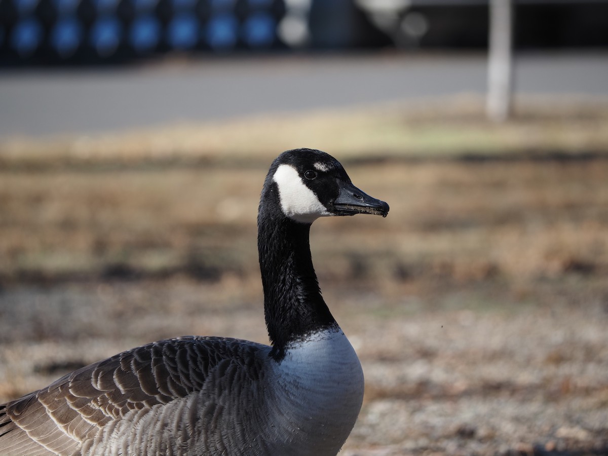 Canada Goose - ML619986532