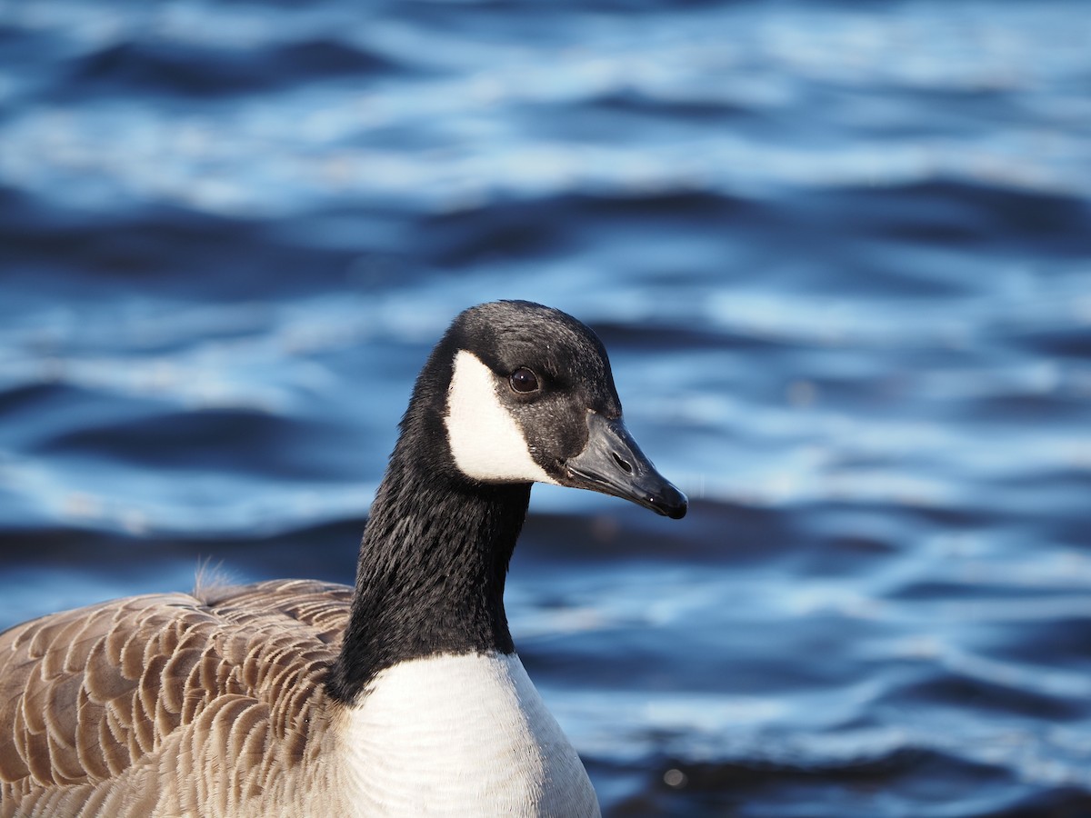 Canada Goose - ML619986537