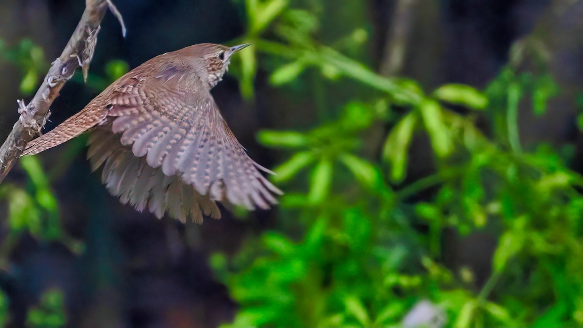 House Wren - ML619986542