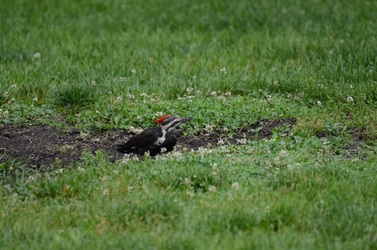 Pileated Woodpecker - ML619986547