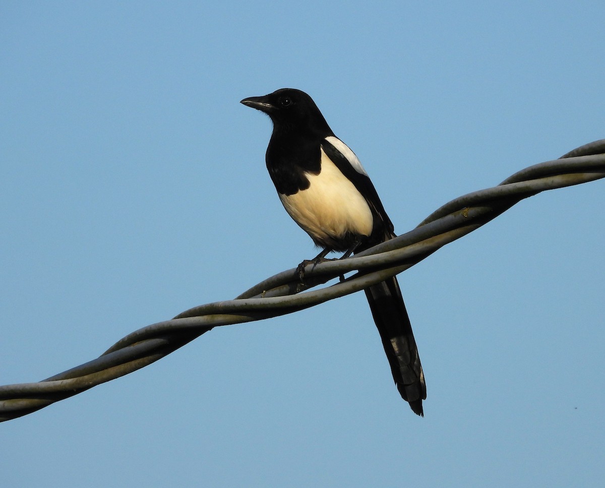 Eurasian Magpie - ML619986550