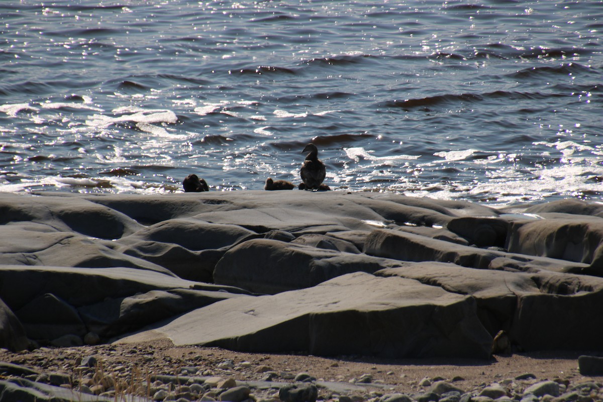 Common Eider - ML619986552