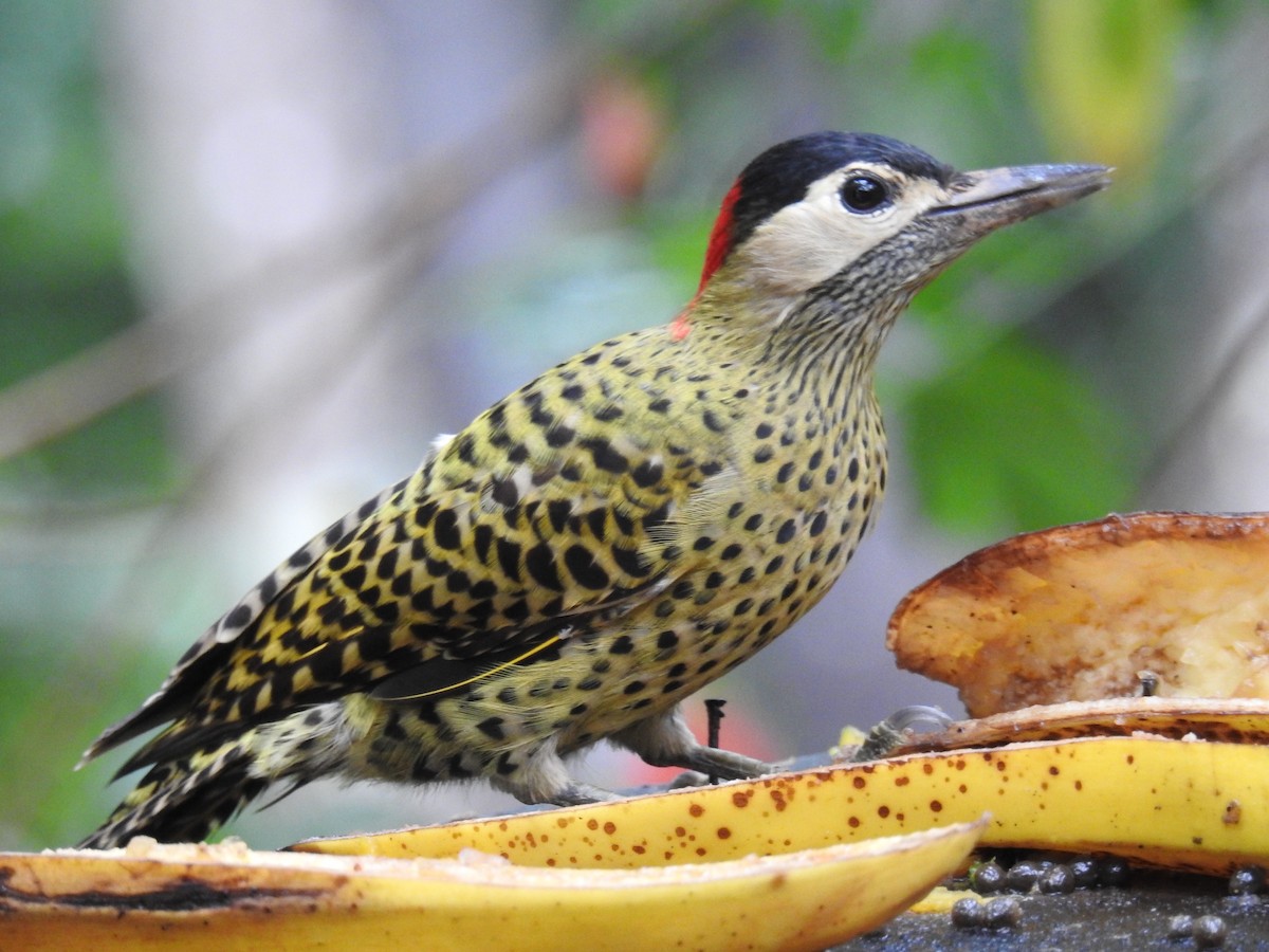 Green-barred Woodpecker - ML619986555