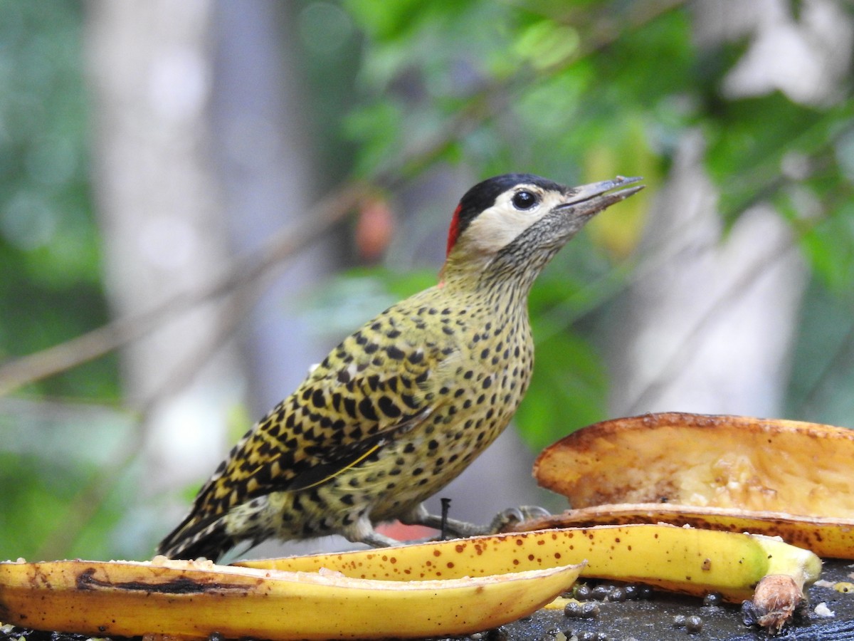 Green-barred Woodpecker - ML619986571