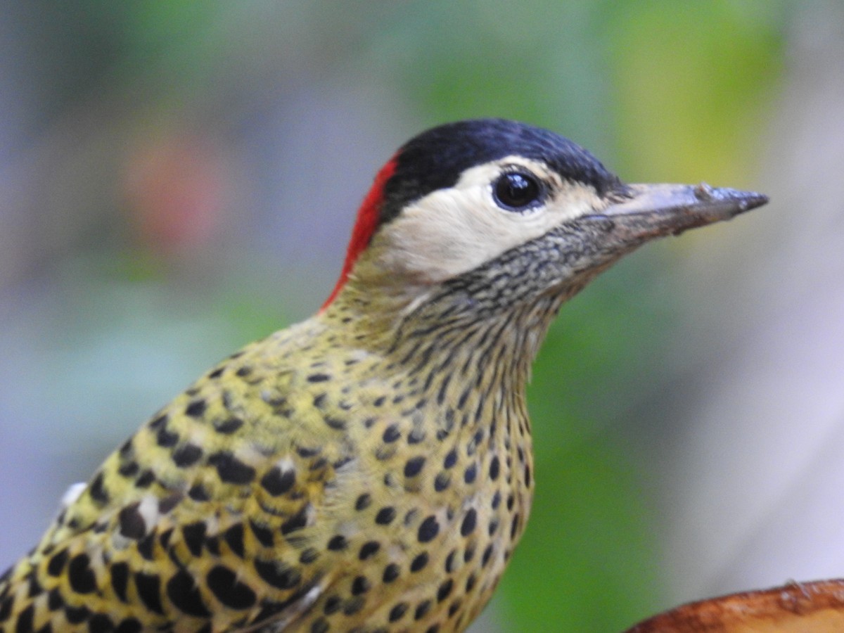 Green-barred Woodpecker - ML619986572
