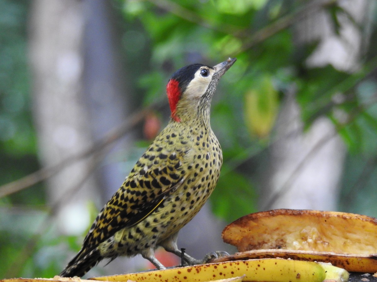 Green-barred Woodpecker - ML619986573