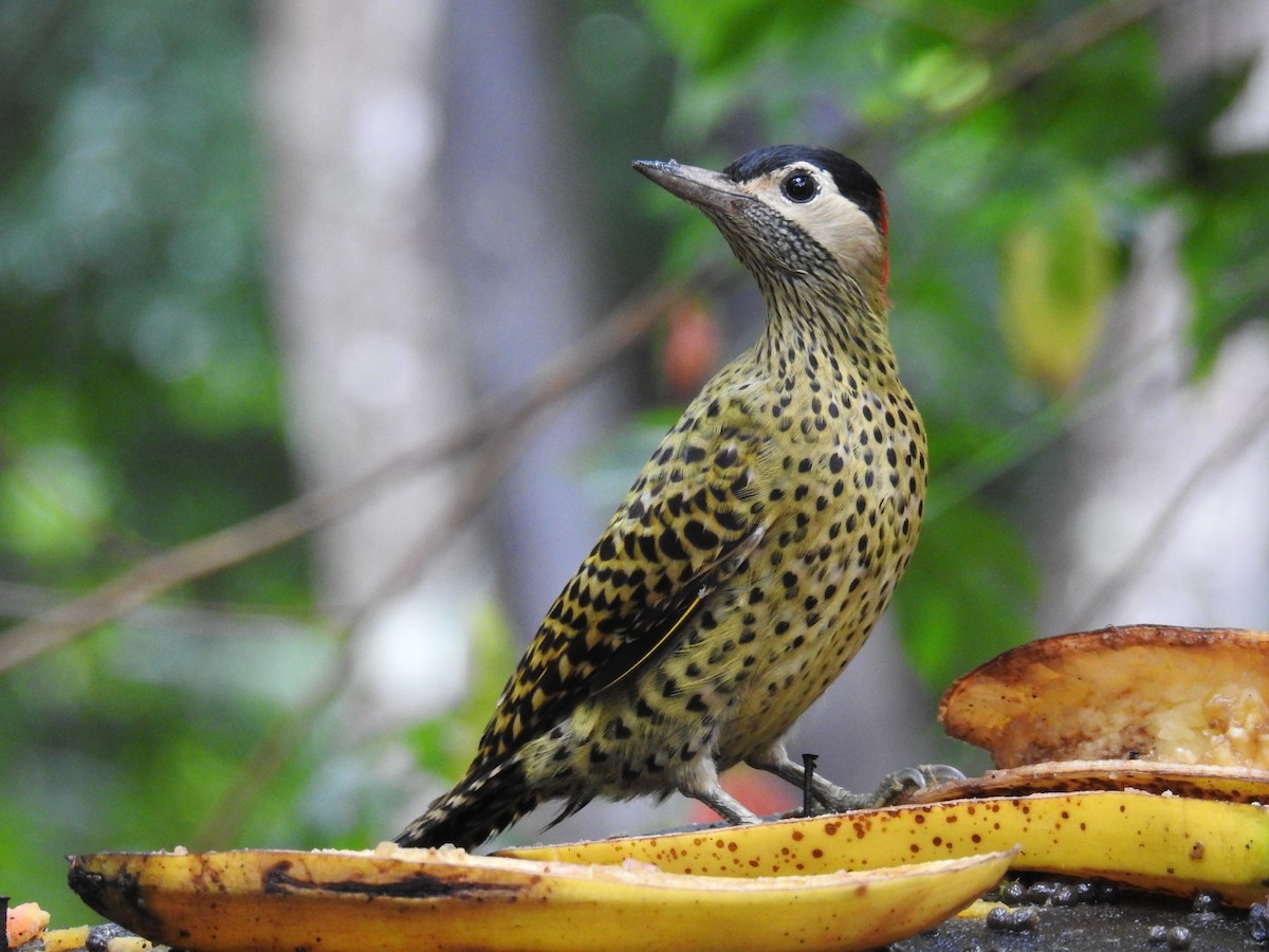 Green-barred Woodpecker - ML619986574