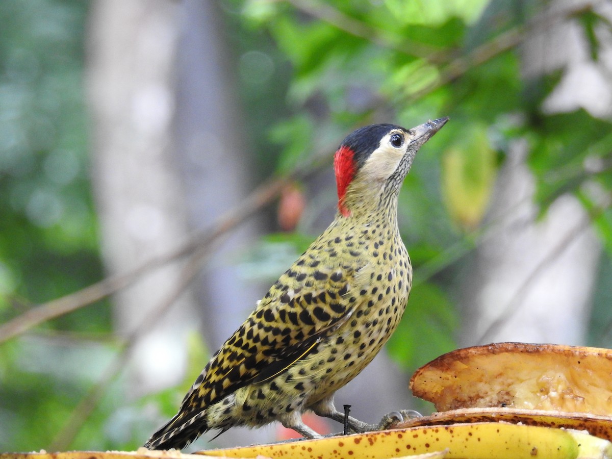 Green-barred Woodpecker - ML619986575