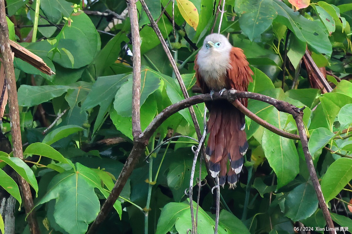 Raffles's Malkoha - Lim Ying Hien