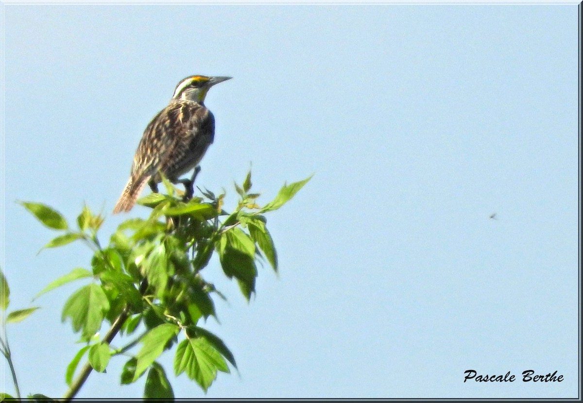 Eastern Meadowlark - ML619986586