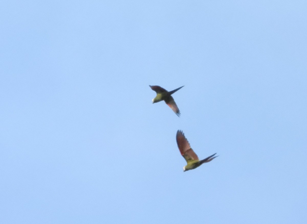 Chestnut-fronted Macaw - ML619986589