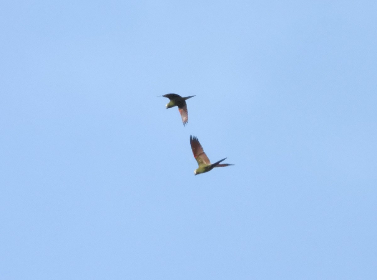 Chestnut-fronted Macaw - ML619986590