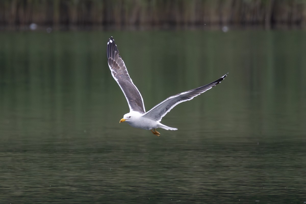 Great Black-backed Gull - ML619986595