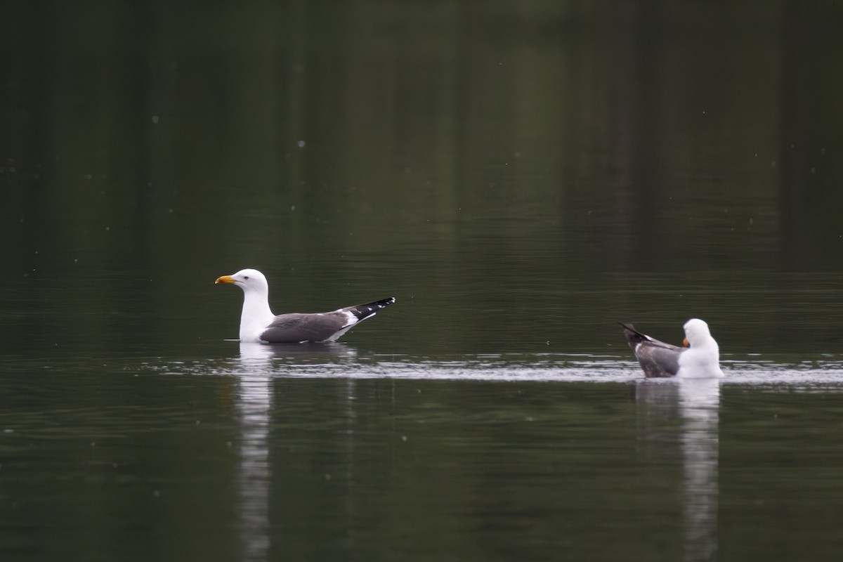 Lesser Black-backed Gull - ML619986596