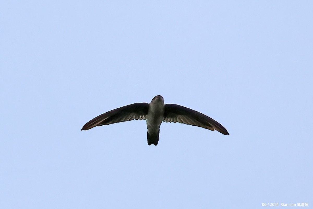 Germain's Swiftlet - ML619986600