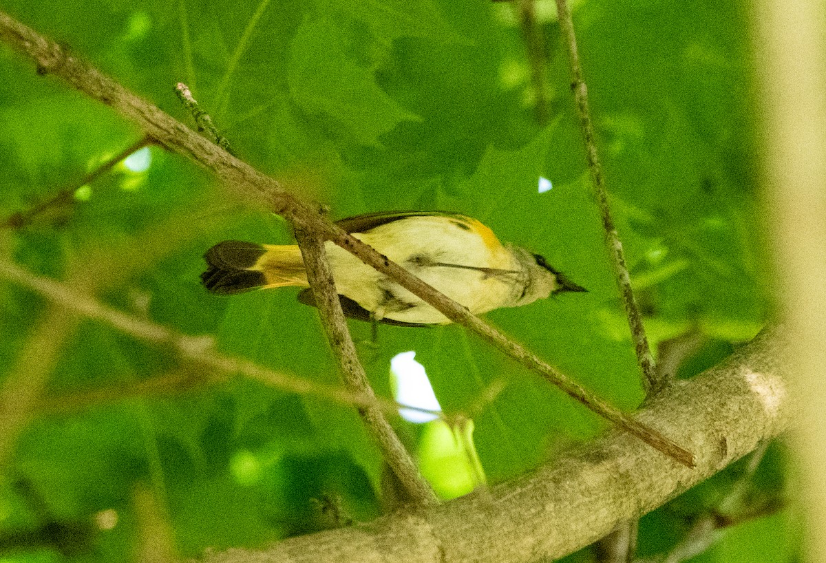 American Redstart - ML619986601