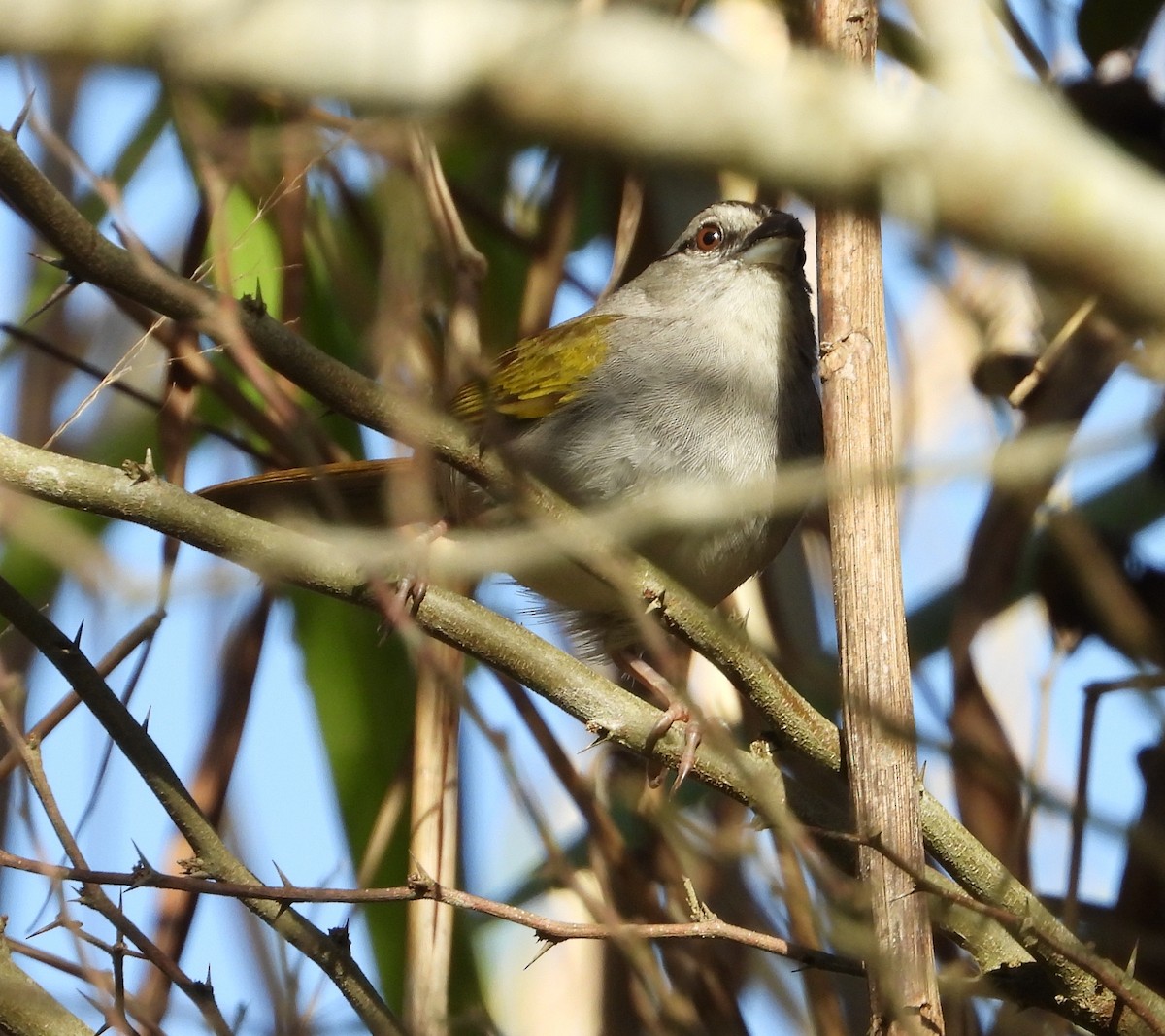 Black-striped Sparrow - ML619986602