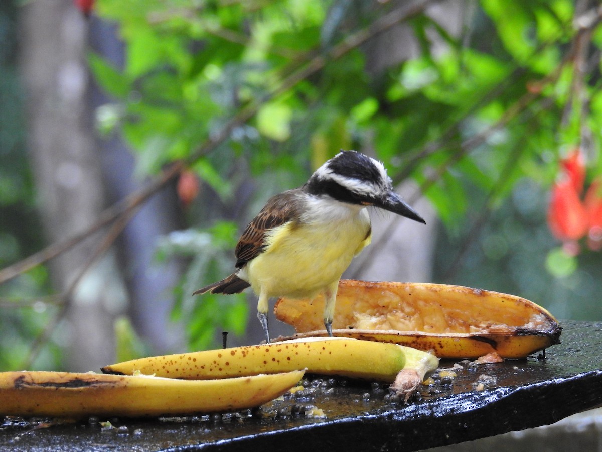 Great Kiskadee - ML619986605