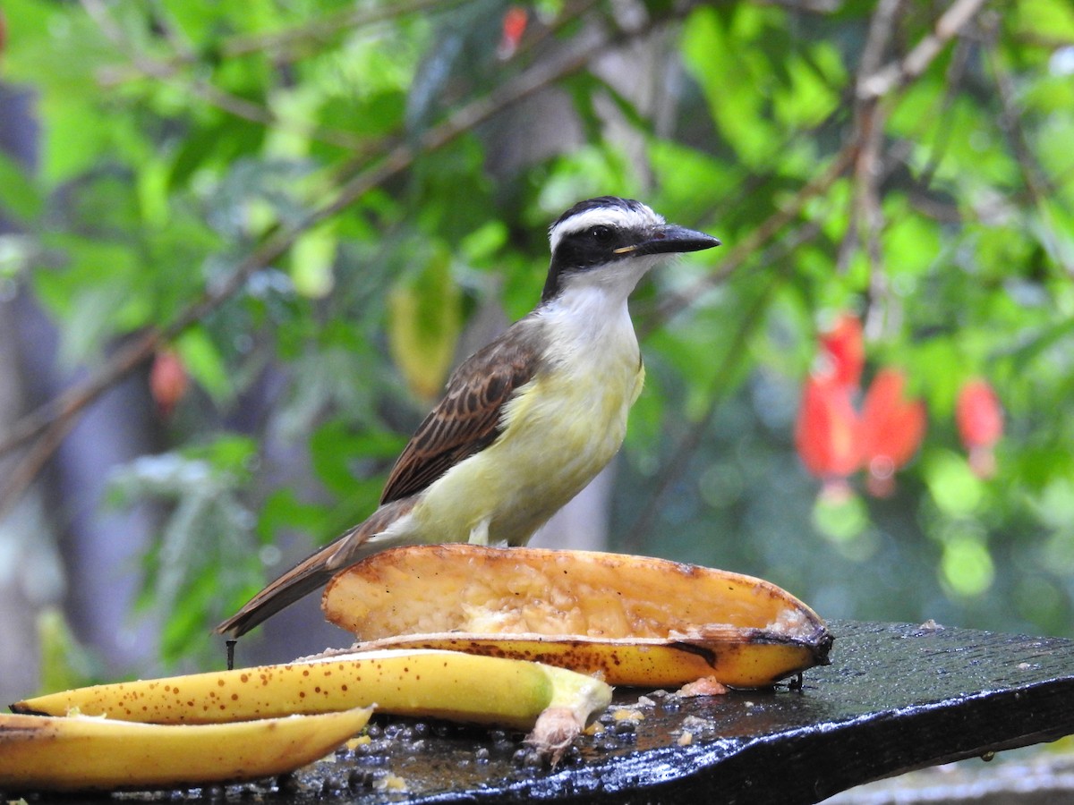 Great Kiskadee - ML619986607