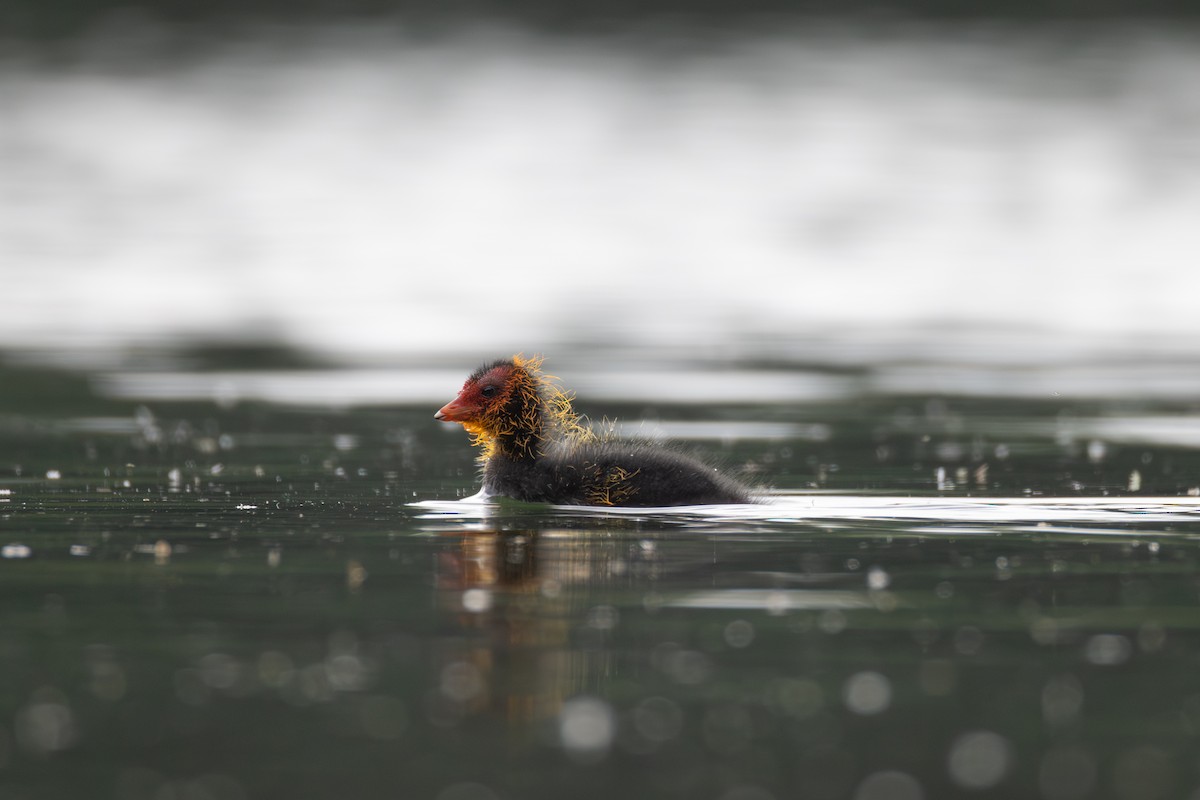 Eurasian Coot - ML619986611