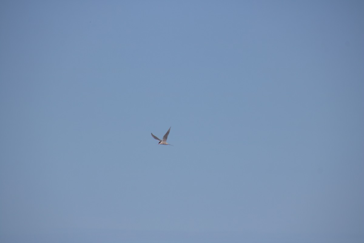 Common Tern - ML619986615