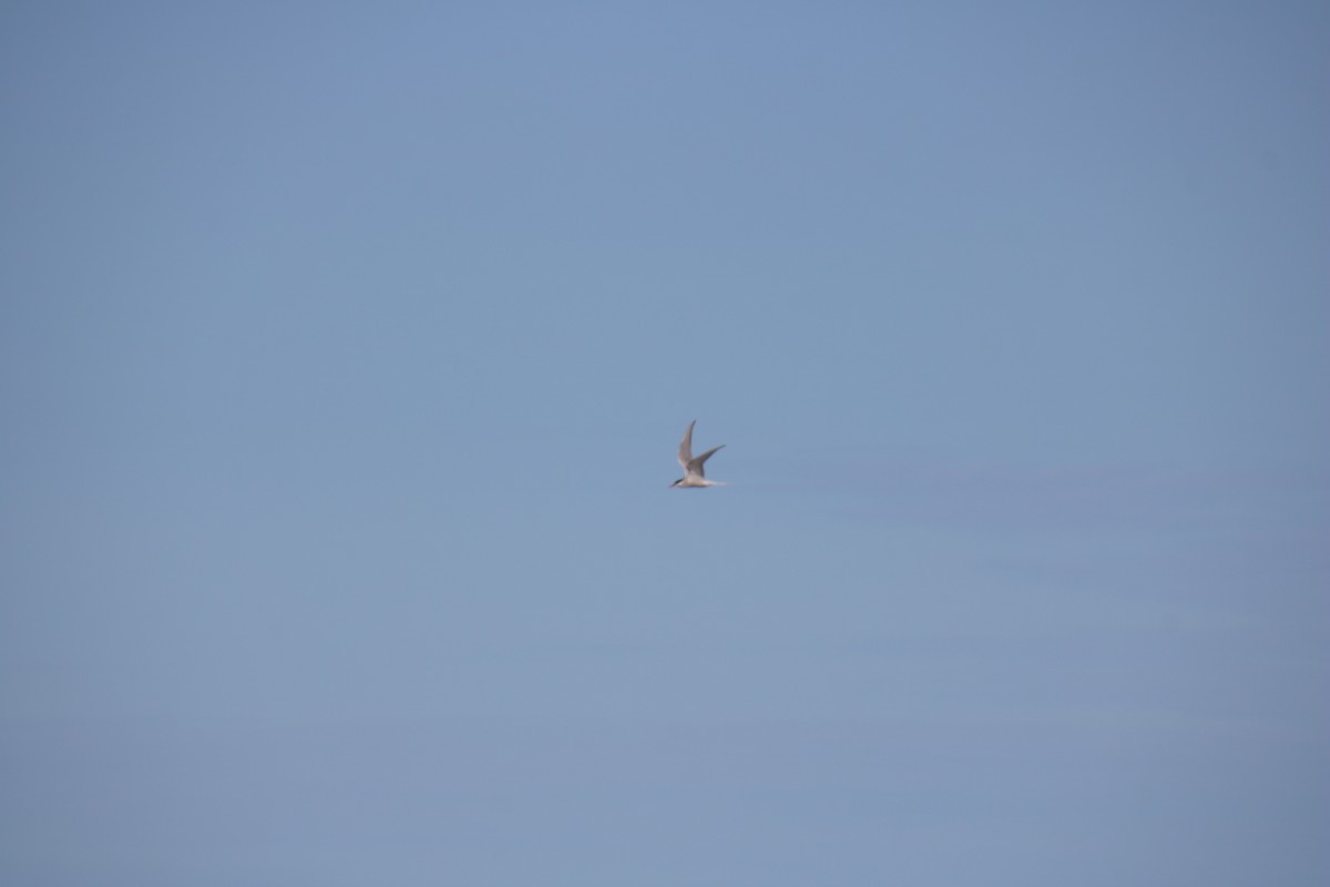 Common Tern - ML619986617