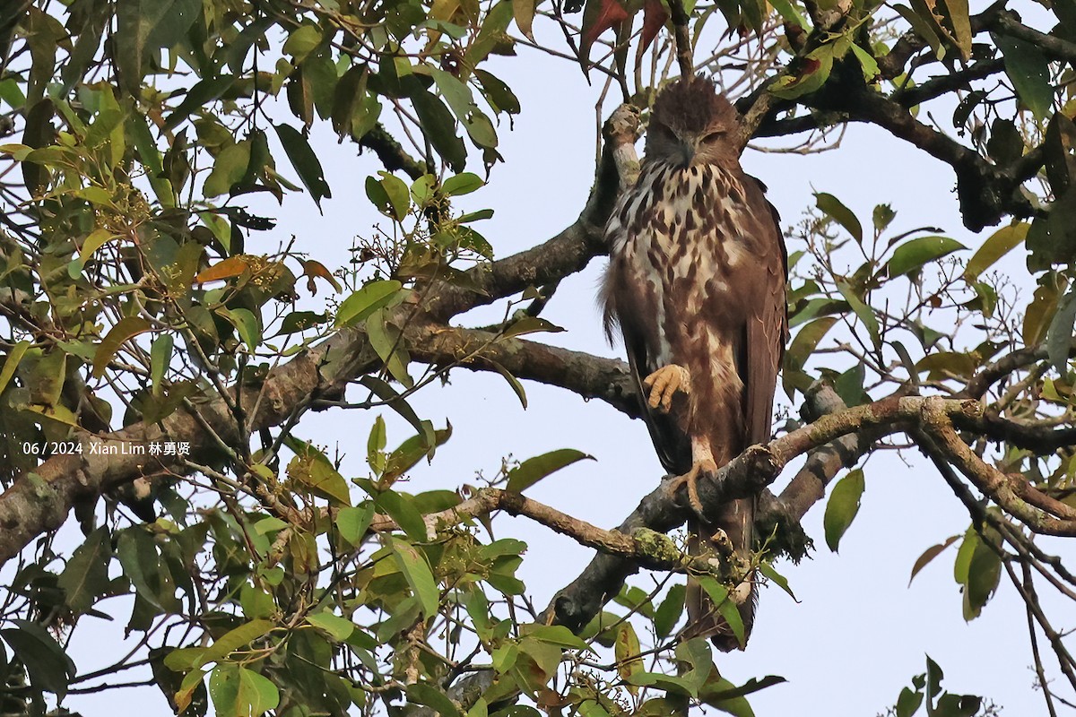 Aigle huppé - ML619986627