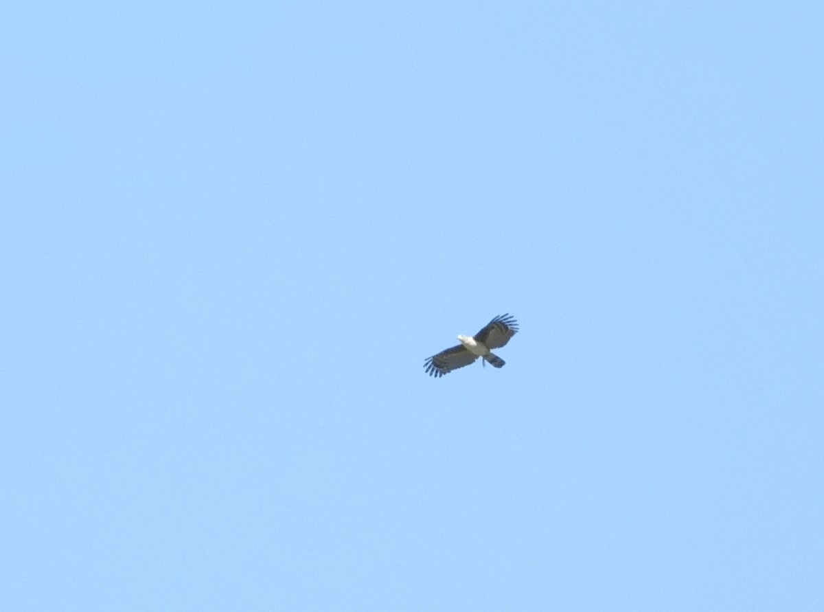 Gray-headed Kite - ML619986642