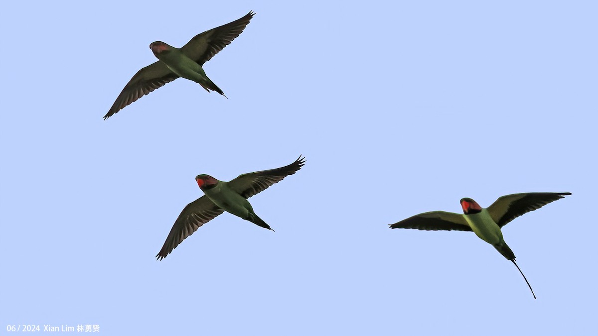 Uzun Kuyruklu Yeşil Papağan - ML619986649