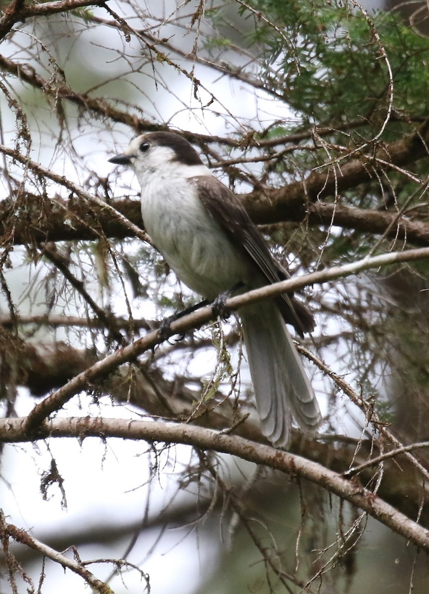 Canada Jay - ML619986654