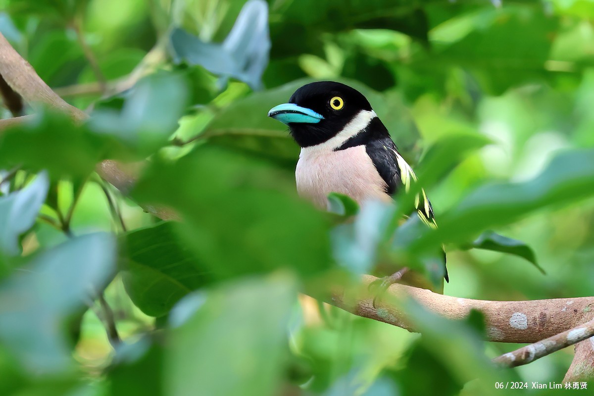 Black-and-yellow Broadbill - ML619986660