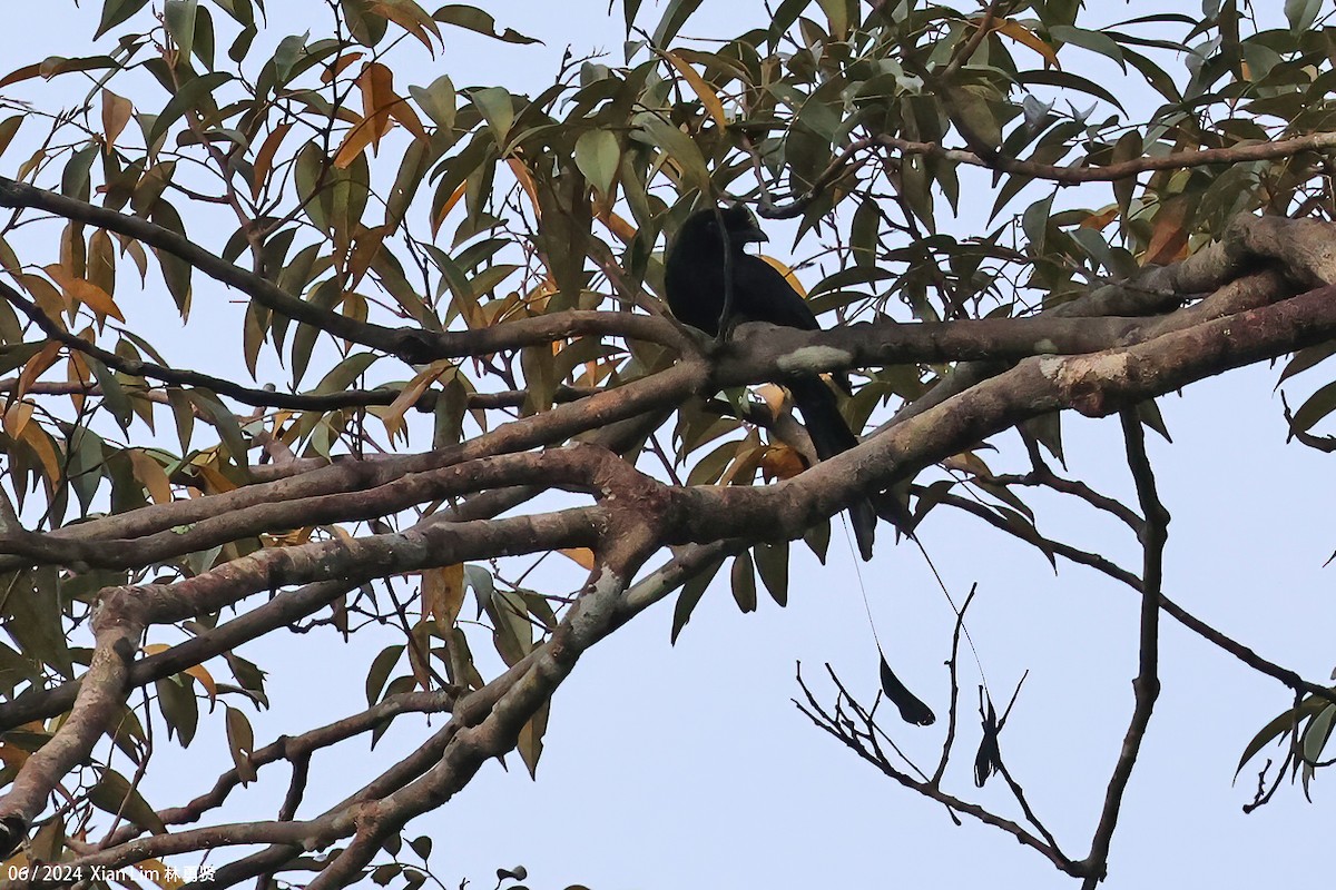Greater Racket-tailed Drongo - ML619986669