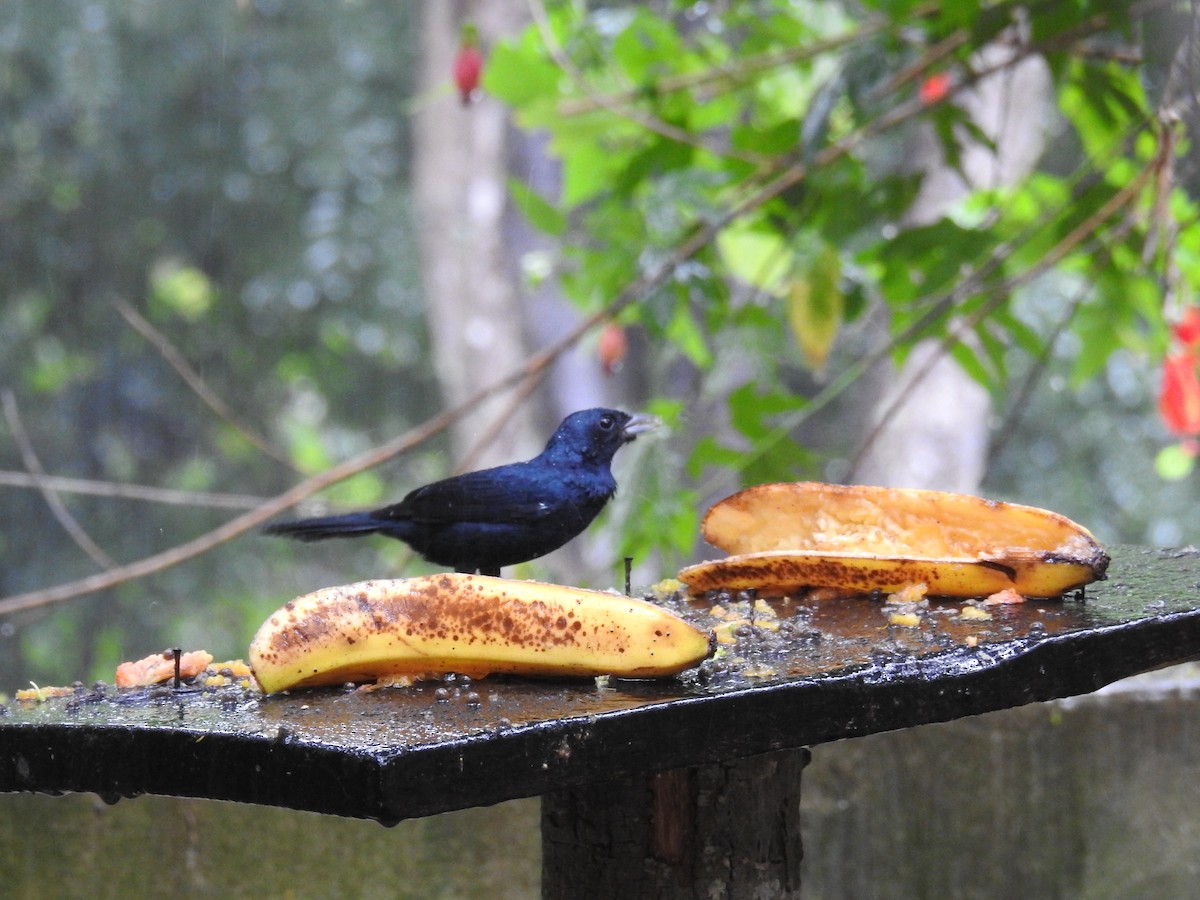 Ruby-crowned Tanager - ML619986672