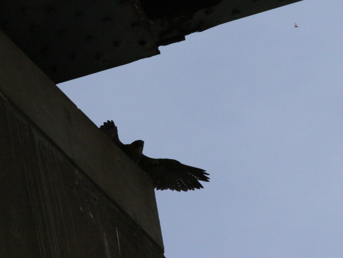 Peregrine Falcon - Joe Gyekis