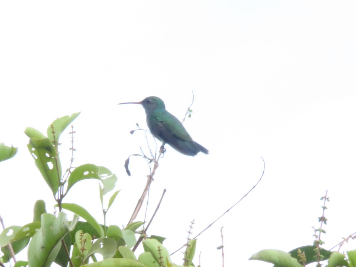 Black-throated Mango - ML619986694