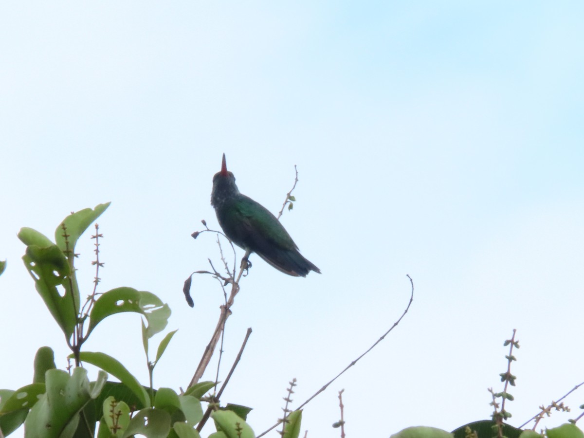 kolibřík tropický - ML619986695