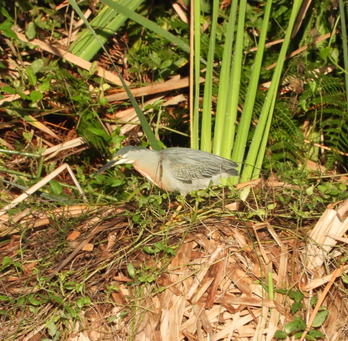 Striated Heron - ML619986696