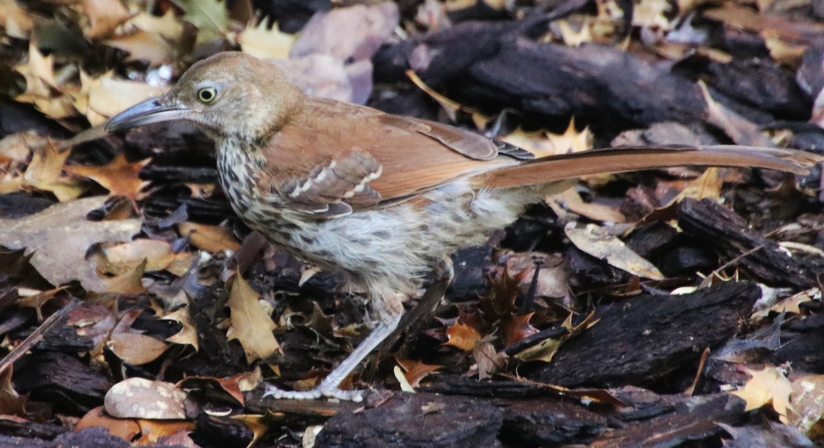 Brown Thrasher - ML619986697