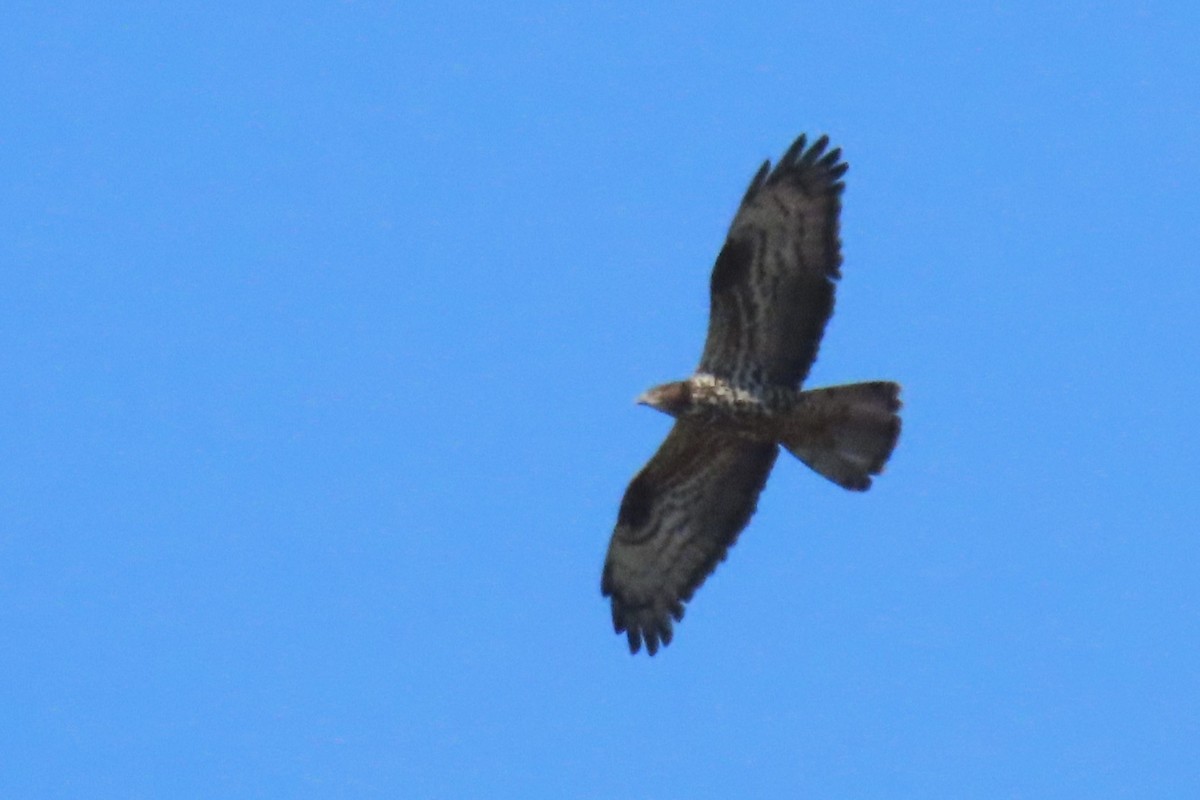 European Honey-buzzard - ML619986698