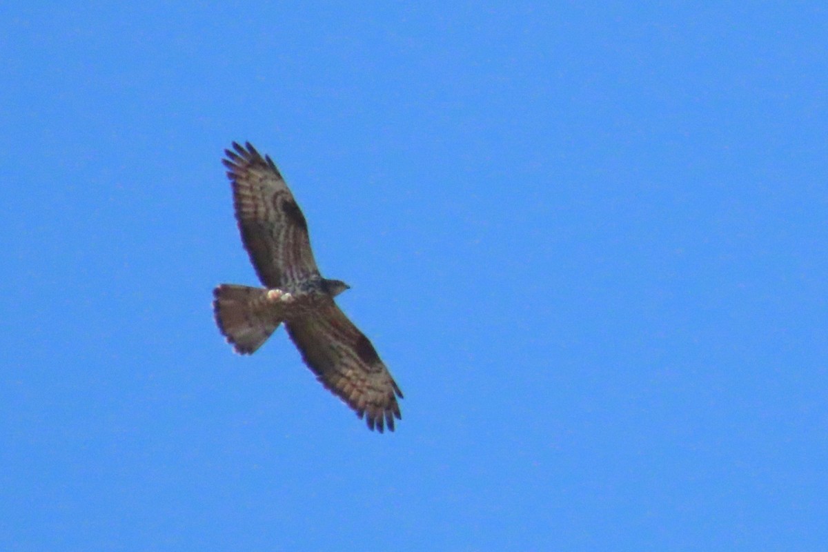 European Honey-buzzard - ML619986699