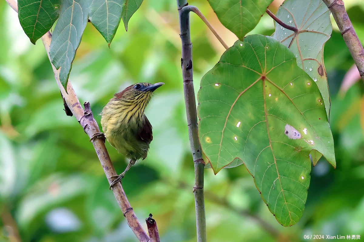 Pin-striped Tit-Babbler - ML619986701